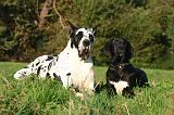 DOGUE ALLEMAND 883